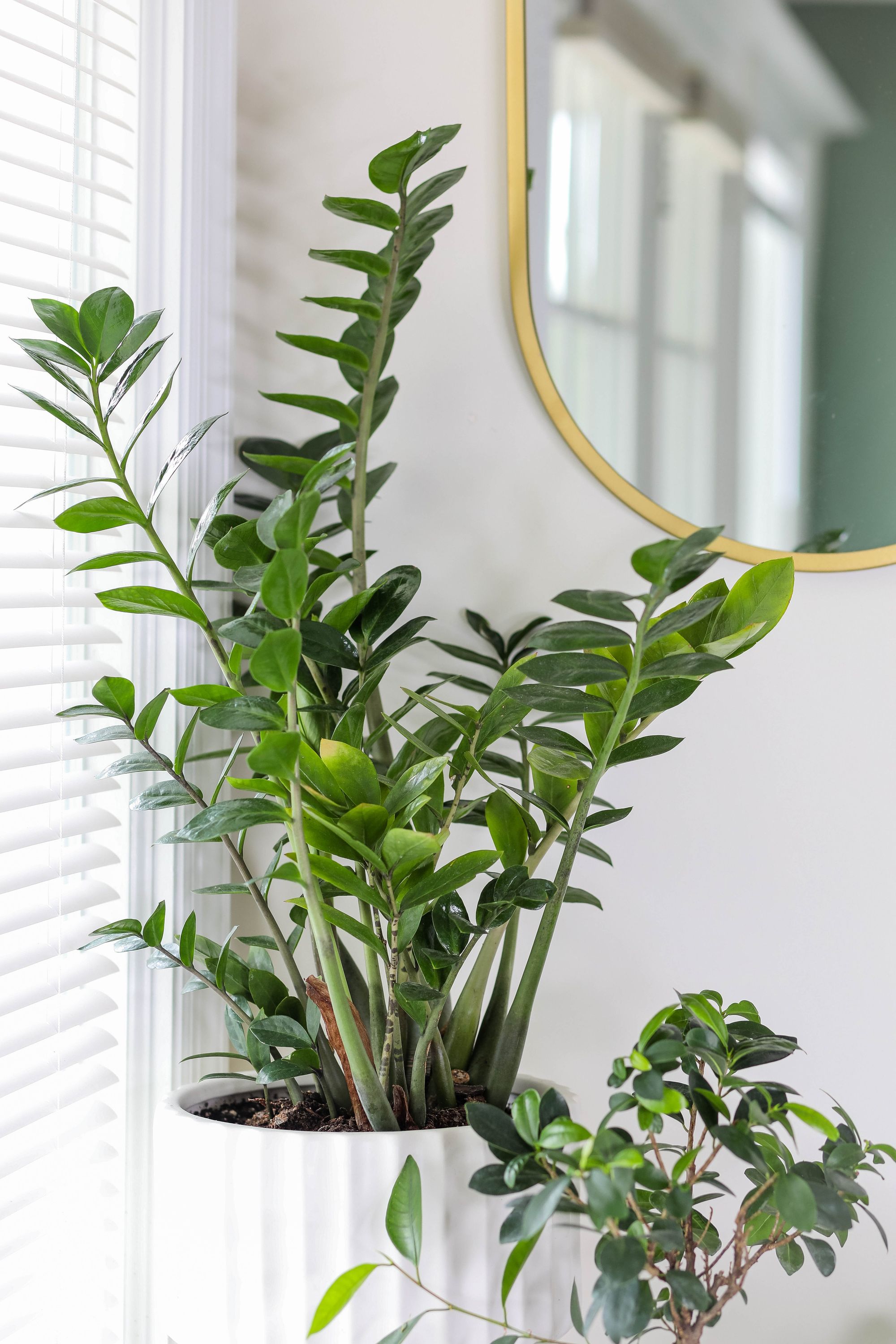 The Best Plants for a Productive Home Office