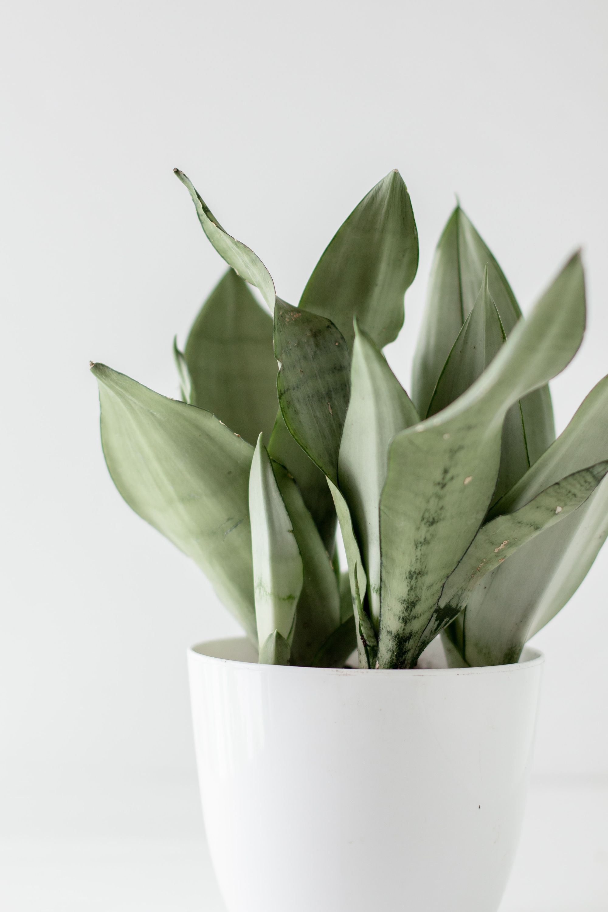 The Best Plants for a Productive Home Office